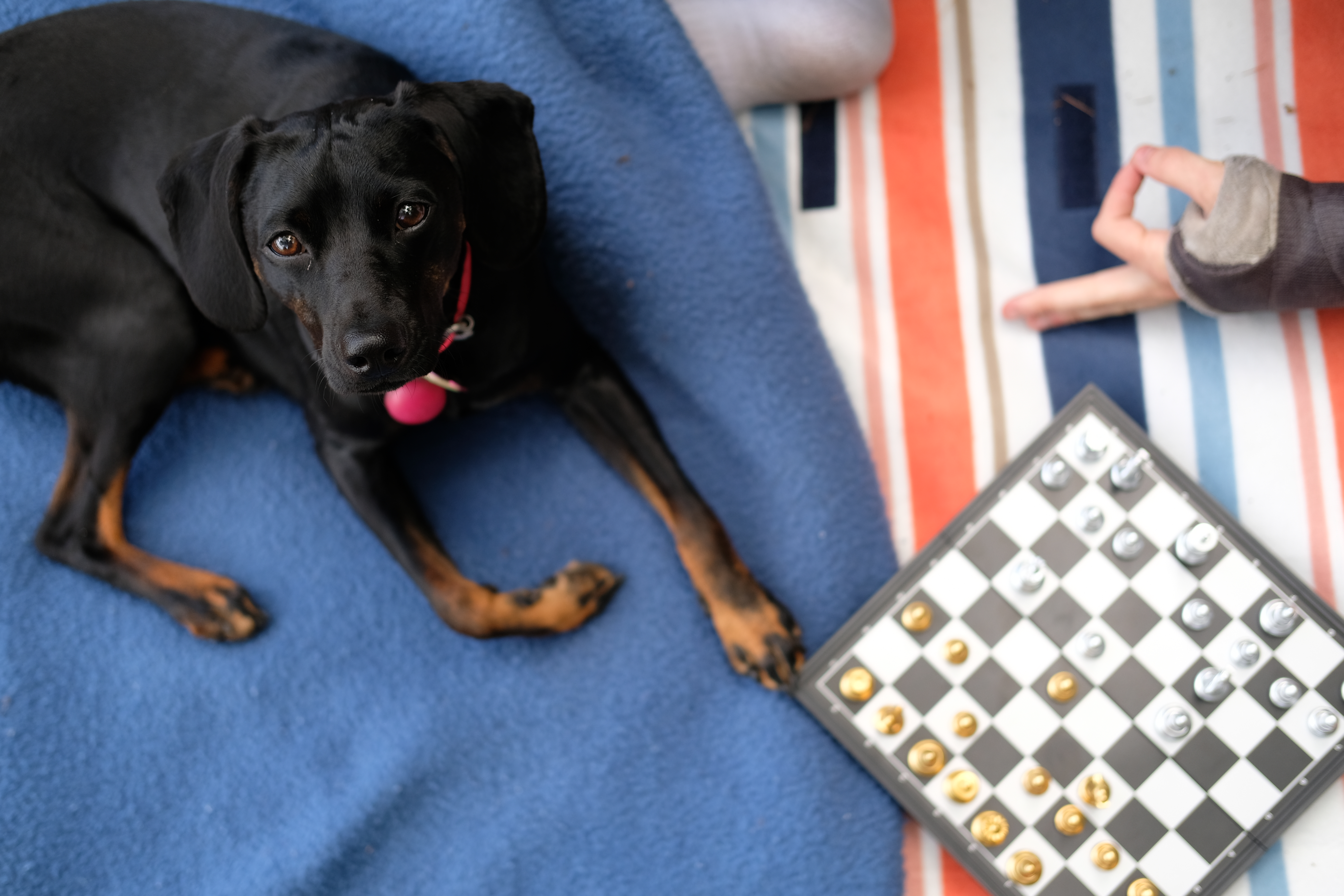 dog laying with chess game
