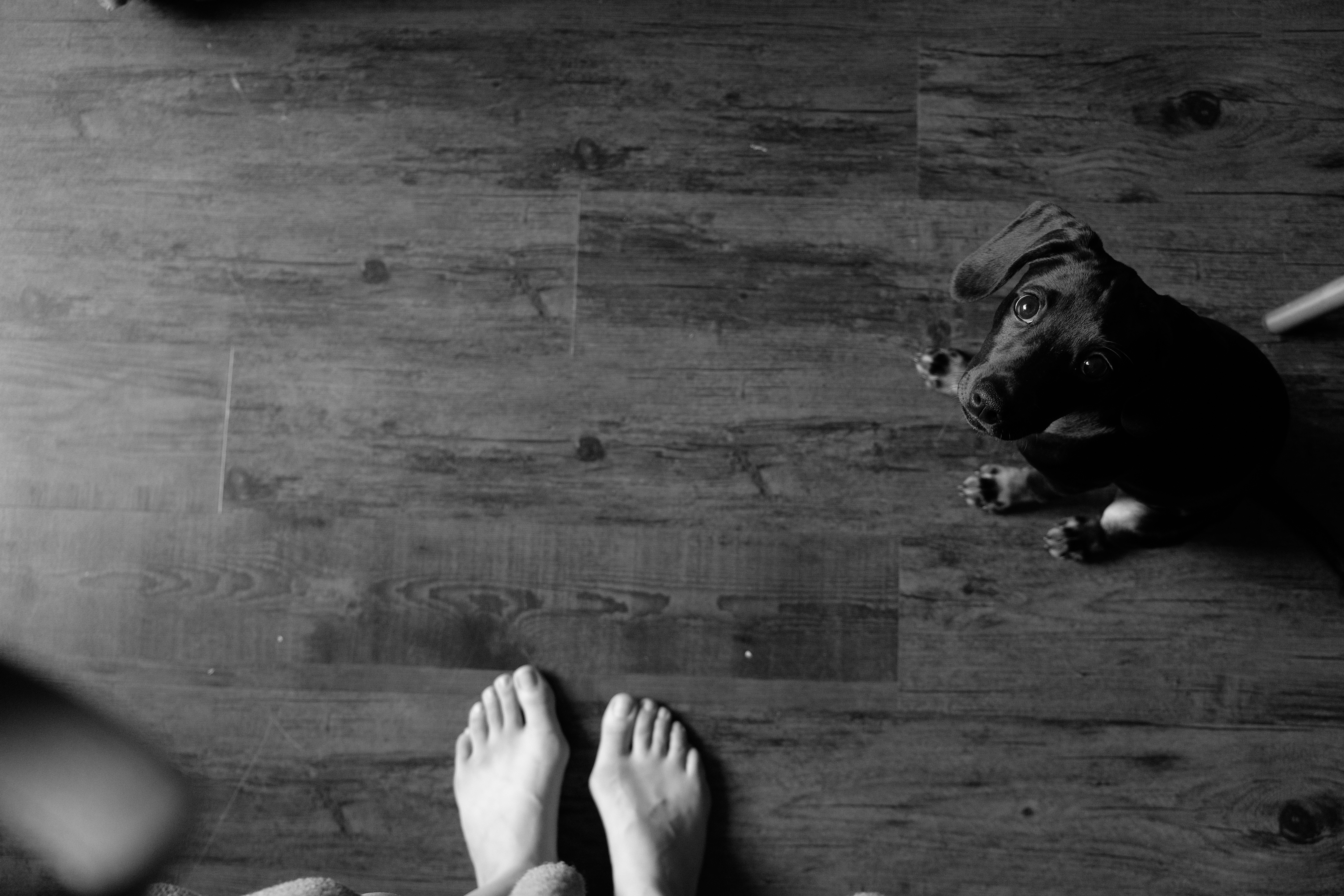 black and white dog at feet